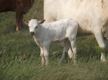 CALF 1166 BULL