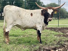 SR Claude's Reina 373