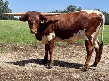 SR Claude's Sweetie 420