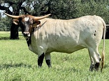 SR Claude's Puppet 422