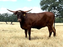 SR Claude's Boom 426