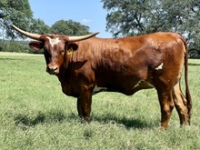 SR Claude's Teardrop 431