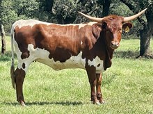 SR Claude's Giada 432