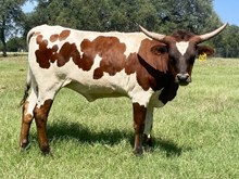 SR Claude's Salisbury 436