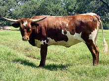 SR Claude's Charm 440