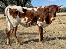 SR Claude's Favor 528