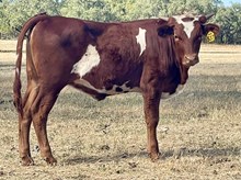 SR Claude's Panache 537