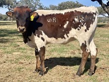 SR Claude's London 546