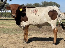 SR Claude's Carnelian 549