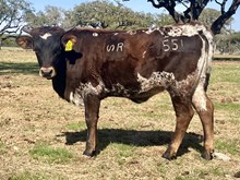 SR Claude's D'Oro 551