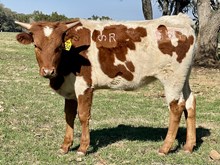 SR Claude's Prairie Rose 554