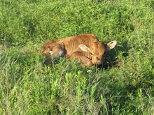 Oklahoma Dawn bullcalf 611