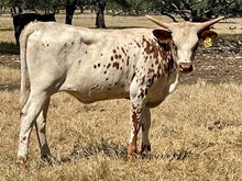 SR Claude's Sunshine 501