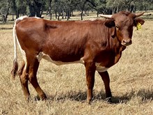 SR Claude's Iris 502