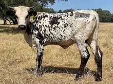 SR Claude's Indigo 505