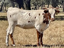 SR Claude's Patchwork 510