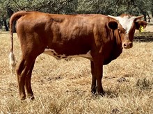 SR Claude's Fiddle 512