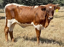 SR Claude's Joyful 523