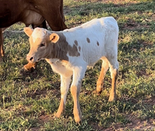 Bull Calf 3