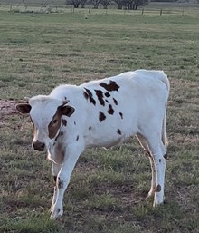 Heifer Calf 1