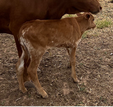 Bull Calf 2